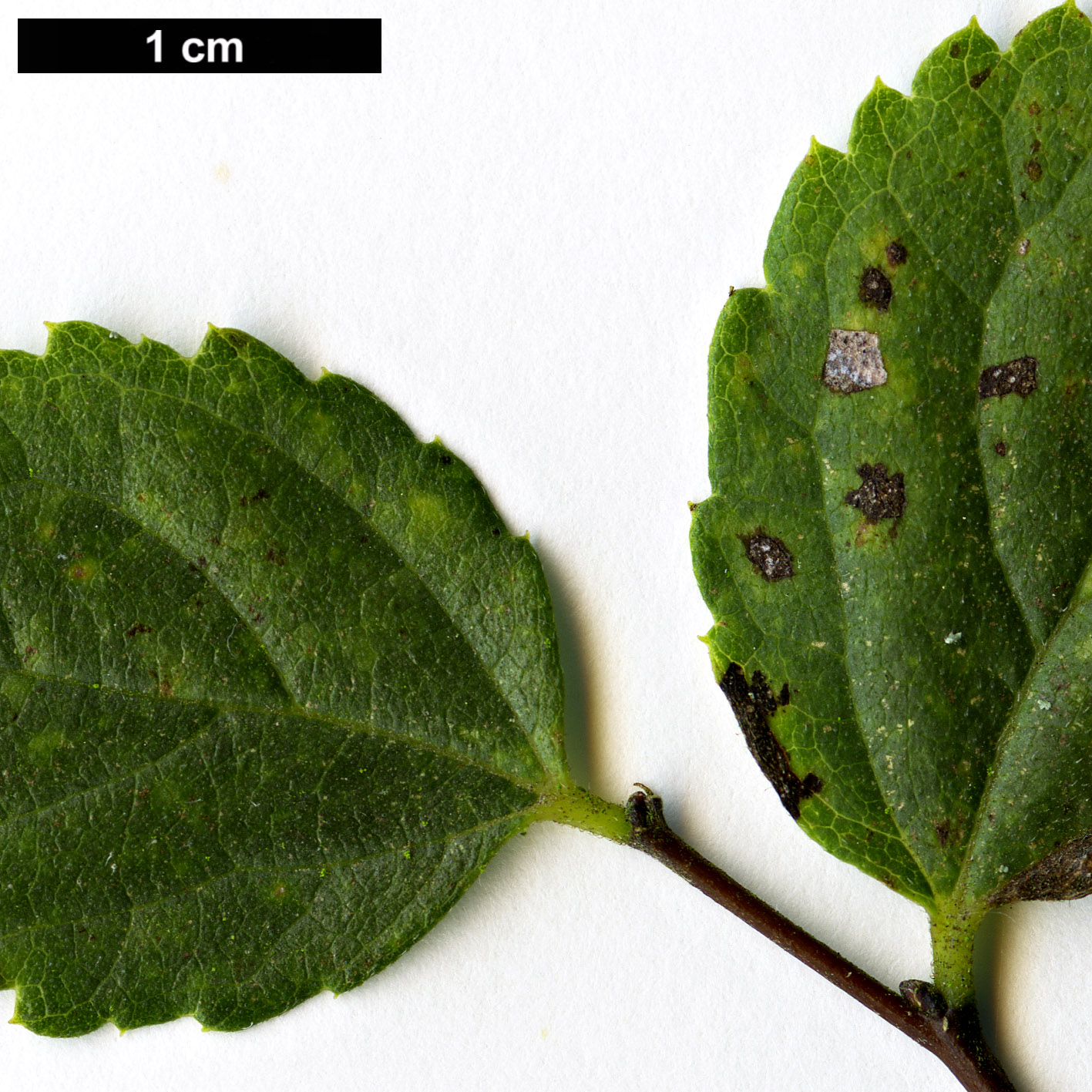High resolution image: Family: Cannabaceae - Genus: Celtis - Taxon: tournefortii - SpeciesSub: var. aetnensis